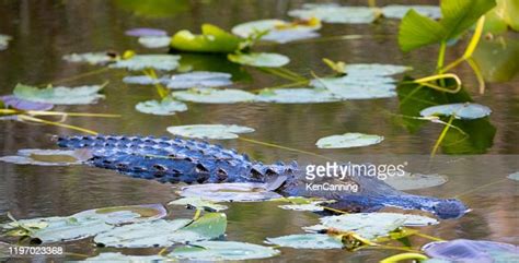  Alligator: A Prehistoric Predator Lurking Beneath Lily Pads and Basking Beneath the Summer Sun!