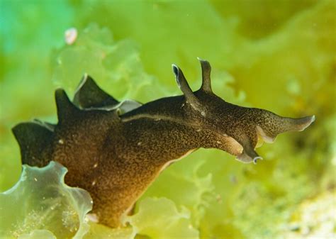  Aplysia!  Unraveling the Mysteries of This Remarkable Sea Slug with Uncommon Intelligence