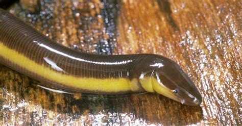 Caecilian: A Lurking Wonder of Smooth Skin and Burrowing Expertise!