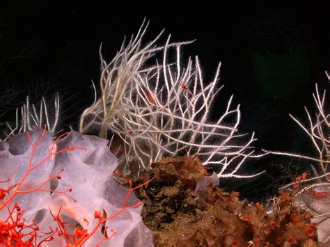  Devils Claw Sponge!  A Carnivorous Invertebrate That Thrives In The Abyssal Depths Of The Ocean