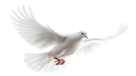  Dove - A Symbol of Peace That Spreads its Wings Like a Miniature Cloud!