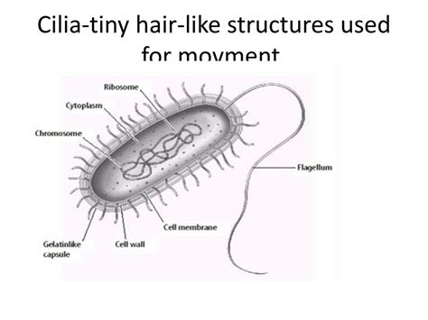 Epidinium -  A Tiny Predator With Hair-Like Structures That Help It Swim!