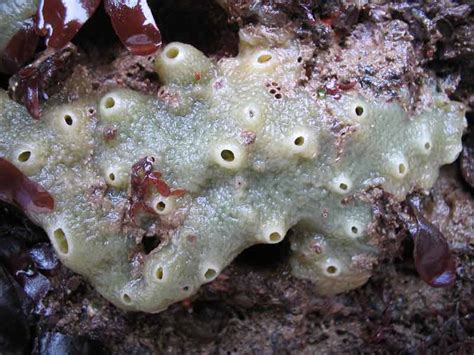 Halichondria, a Colorful Sponge That Exhibits Remarkable Growth Patterns and Regeneration Capabilities!