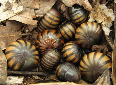 Millipede! A Magnificent Creature That Rolls Into a Ball and Thrives In Moist Environments!