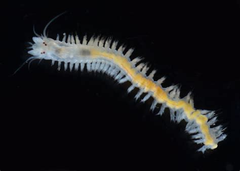  Nereid Worms: Unmasking These Elegant Sand Swimmers Hiding in Plain Sight!