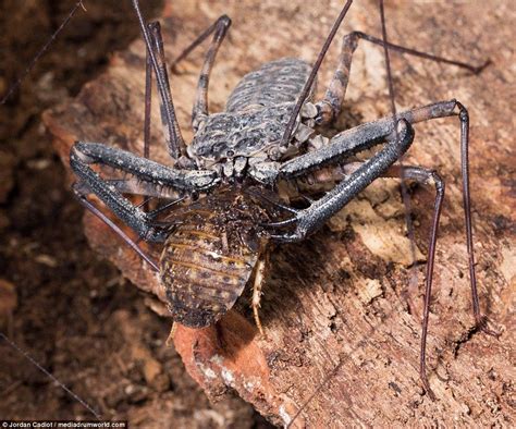  Nine-Toed Amblypygi: Unveiling the Secrets of Arachnids That Walk Like Spiders but Hunt Like Scorpions!