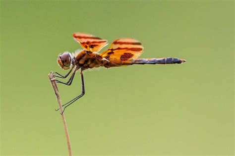 Urogomphus! A Water-Loving Dragonfly With a Unique Twisting Abdomen