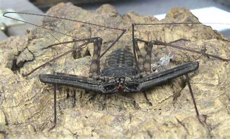 Amblypygi: Masters of Disguise With Eight Legged Prowess!