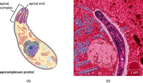 Apicomplexans: Parasitic Protozoa With Exquisite Cellular Prowess That Will Make You Rethink Your Understanding of Microscopic Organisms!