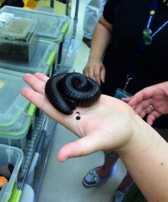  Atlantic Giant Millipede – Unearthing the Secrets of Slow-Moving Giants With Many Legs!