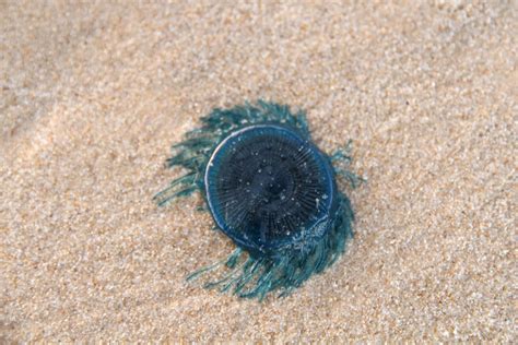  Blue Button Jellyfish: An Electrifying Encounter with Marine Tiny Terror!