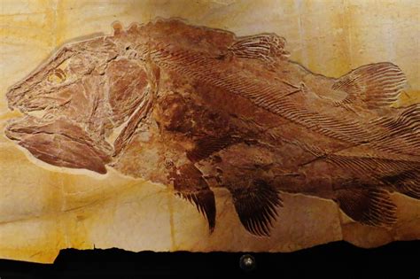  Coelacanth: A Living Fossil With Scales More Ancient Than Dinosaurs!