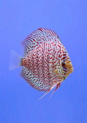  Discus Fish: This Shelled Wonder Can Breathe Air While Thriving on Algae!