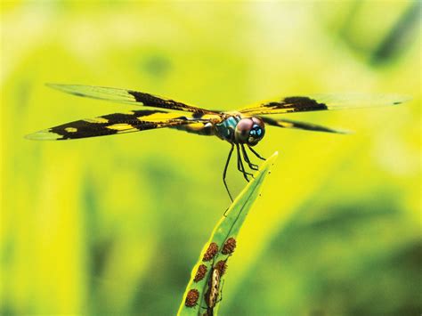 Dragonflies! Exquisite Fliers With an Appetite for Tiny Airborne Snacks