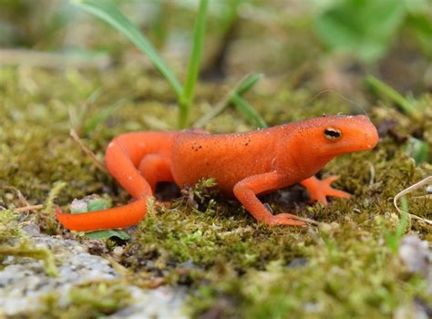  Eastern Newt – This Magnificent Salamander is Known for Its Ability to Regenerate Limbs and its Vibrant Orange and Black Coloration