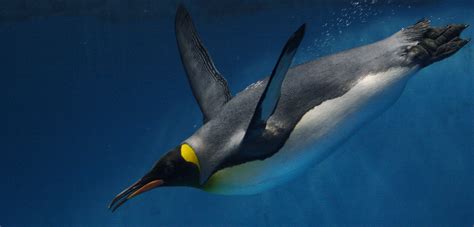  Emperor Penguin! A Majestic Bird That Swims Like an Aquatic Ballerina