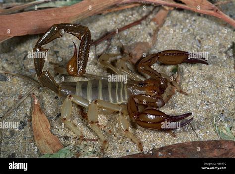  False Scorpion: Combining Venomous Claws and a Stealthy Scuttling Prowess