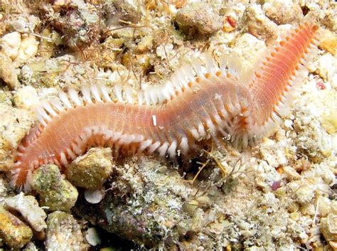  Fireworms, Those Fiery Little Tubes of Trouble That Can Cause an Unexpected Sting