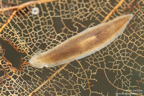  Freshwater Flatworms: The Tiny Architects That Reshape Their Underwater World!