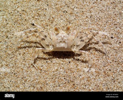  Ghost Crab! An Enigmatic Crustacean Masterfully Camouflaged with Coastal Dunes and Sandy Shores