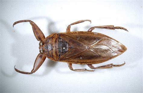 Giant Water Bug! The Armored Predator Lurking Beneath Still Waters