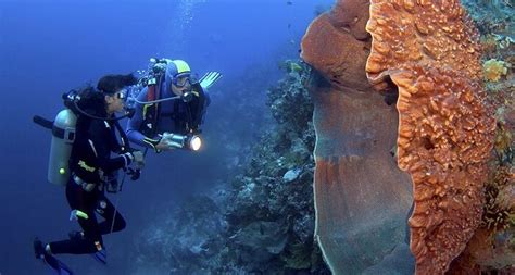  Honeycomb Sponge: Unveiling the Mysteries of this Vibrant Underwater Architect!