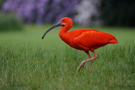 Ibis! Discover This Bird Renowned For Its Graceful Flight and Unique, Curled-Up Beak