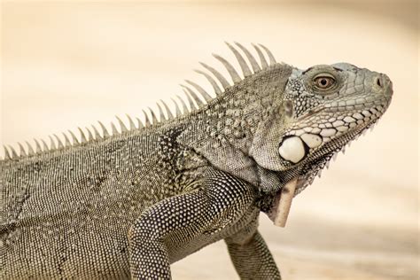  Iguana: A Scaled Sunbather Embracing Both Terrestrial Prowess and Aquatic Agility!