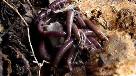  Intriguing Inhabitants: Introducing the Indian Ink-Worm - An Undiscovered Champion in Regeneration!