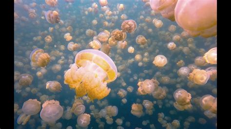  Jellyfish - Tiny pulsating bells swimming through an underwater symphony!