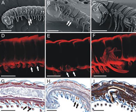 Juliform Millipede: Can This Slow-Moving Creature Be Classified as Both a Master Architect and a Miniature Vacuum Cleaner?