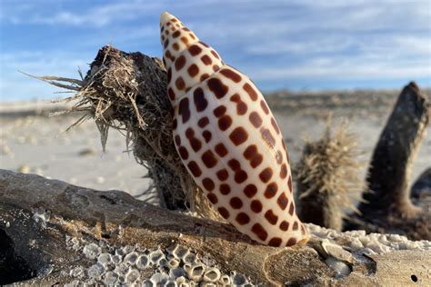  Junonia – A Gastropod that Boasts an Elegant Shell and Embraces Solitary Coastal Living!