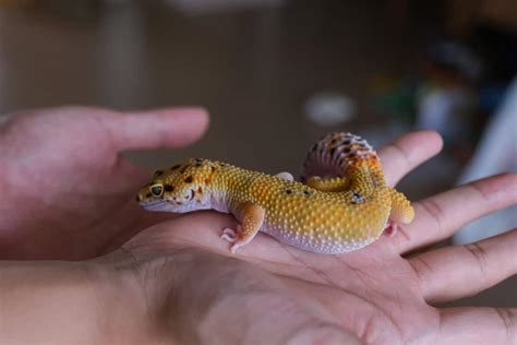 Leopard Gecko: An Intriguing Tiny Reptile That Exudes Grace Through its Striking Spot Patterns!