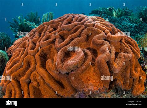  Lobophyllia! A Colorful Coral Colony That Boasts Intricate Tentacle Structures For Capturing Its Prey