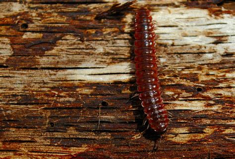  Log Millipede! A Delightful Dweller of Decaying Matter