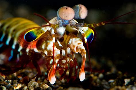  Ocean-Dwelling Mantis Shrimp Packs a Powerful Punch with Its Eyesight That Rivals Superman