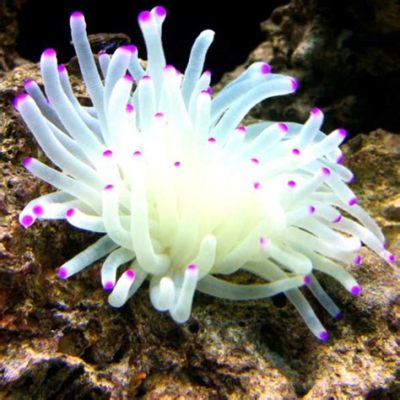 Purple Tipped Anemone: A Colorful Underwater Marvel Exuding Bioluminescence and Hiding Ancient Secrets!