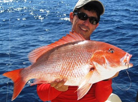  Red Snapper: An Agile Predator With an Unwavering Stare