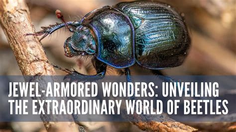  Rhinoceros Beetle: Unveiling the Majestic Armored Jewel Hiding an Unexpected Secret!