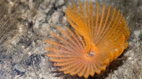  Scaleworm: Discover the Astonishingly Colorful Creatures Hiding in Plain Sight!