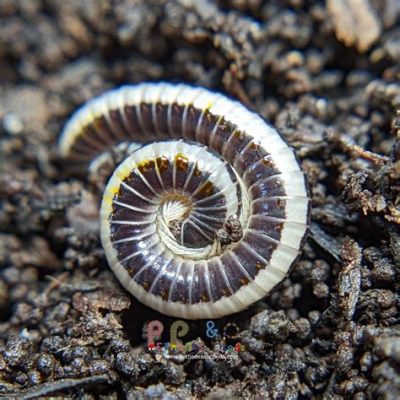 Striped Millipede: A Tiny Striped Wonder Offering Unexpectedly Thrilling Adventures