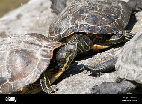  Terrapins: Cold-Blooded Champions Who Conquer Both Land and Water!