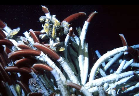 Tubeworm: An Unassuming Filter Feeder Living In Deep Sea Hydrothermal Vents?