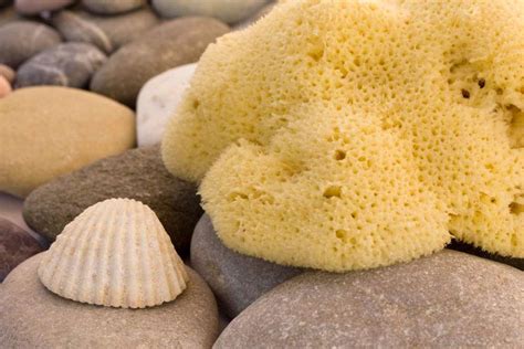  Understanding Underwater Wonders: Unveiling the Enigmatic Lifestyle of the Unique Unicorn Sponge! 