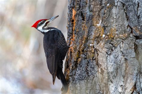  Woodpecker - A Tiny Hammering Wonder that Flies With Finesse! 