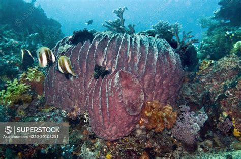  Xestospongia - A Curious Sponge That Plays Hide-and-Seek with Coral Reefs!