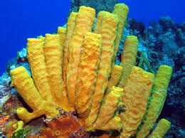 Yellow Tube Sponge: A Master of Filtration and Chemical Warfare! 