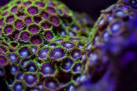  Zoanthids: Vivid Underwater Gardens That Dance With the Currents!